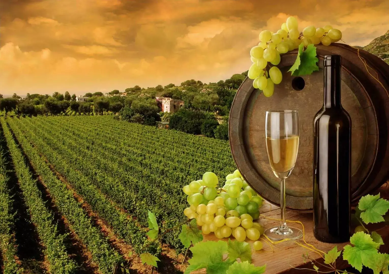 nova scotia wineries