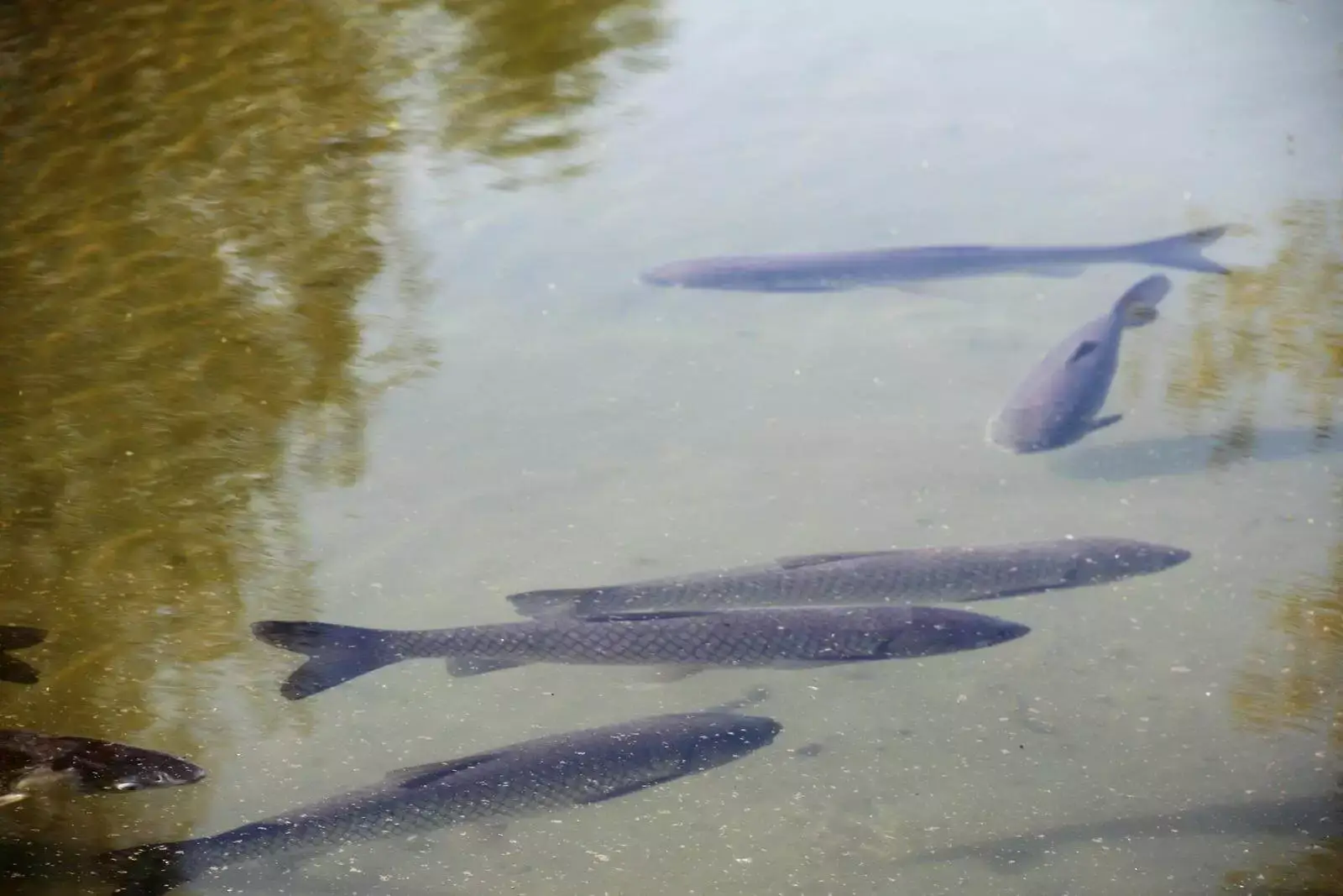 Lake trout
