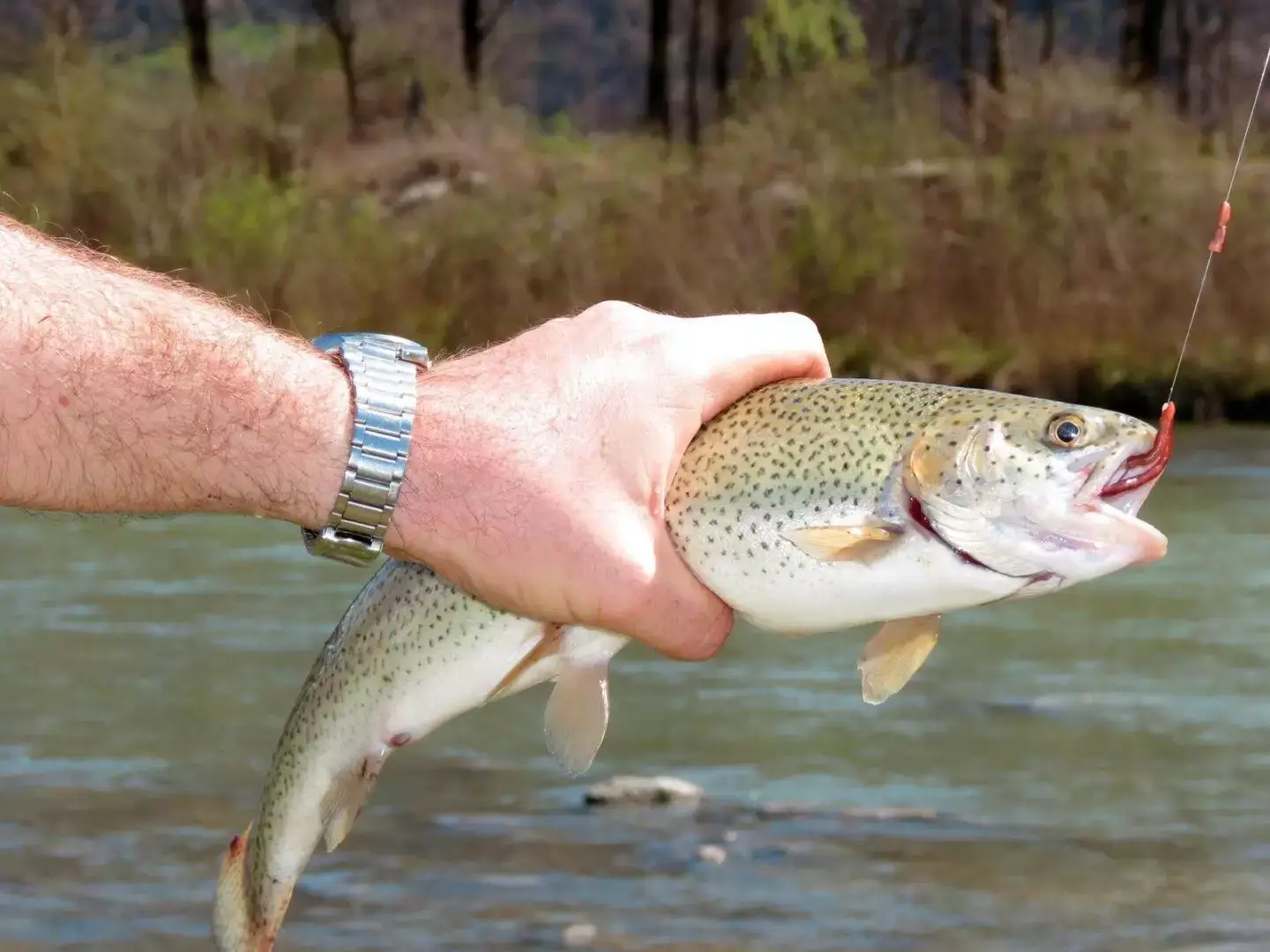 Lake trout