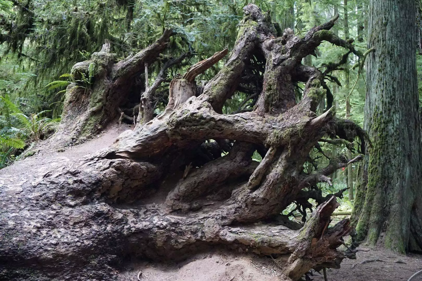 cathedral grove Vancouver Island