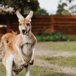 Kelowna Kangaroo Farm